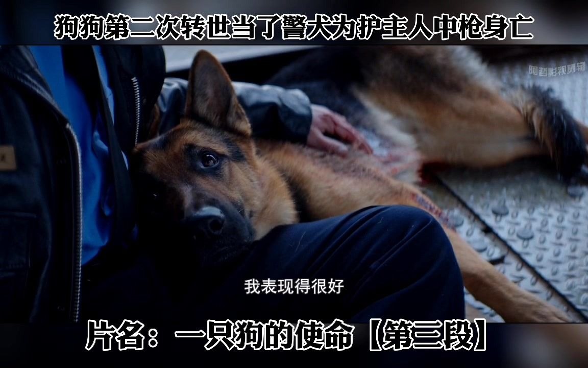 [图]一条忠诚的狗子，第二次转世成了警犬，守护主人。