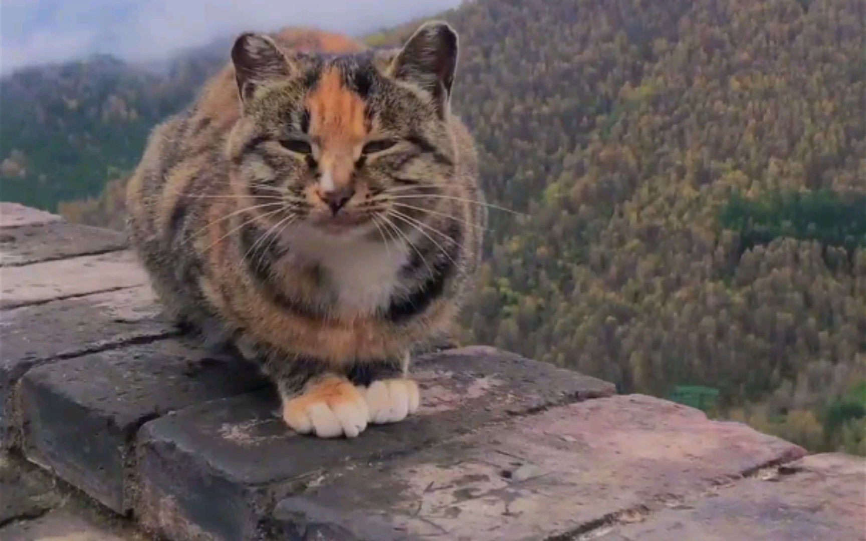 五台山的流浪猫 据说都特别通人性!你叫它,它就回应你!