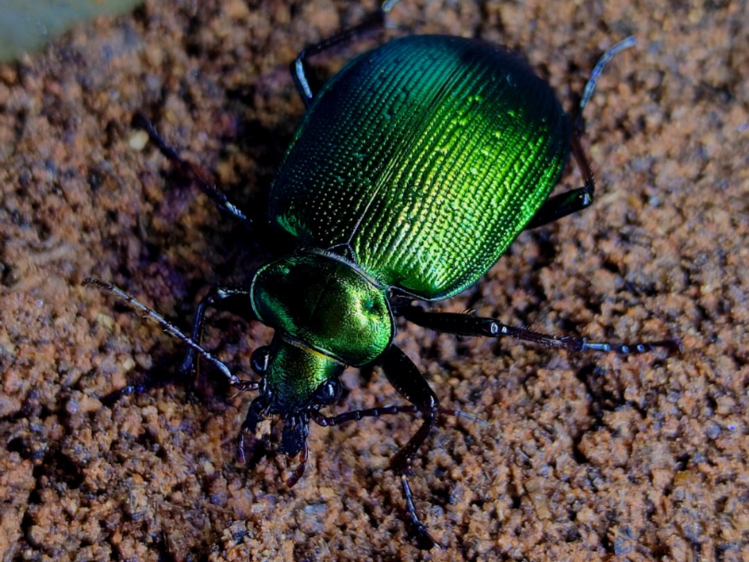 澳洲绿宝石星步甲calosoma schayeri