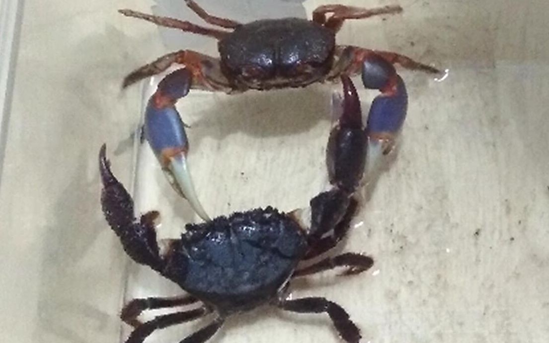 凶狠酋妇蟹vs隆背张口蟹