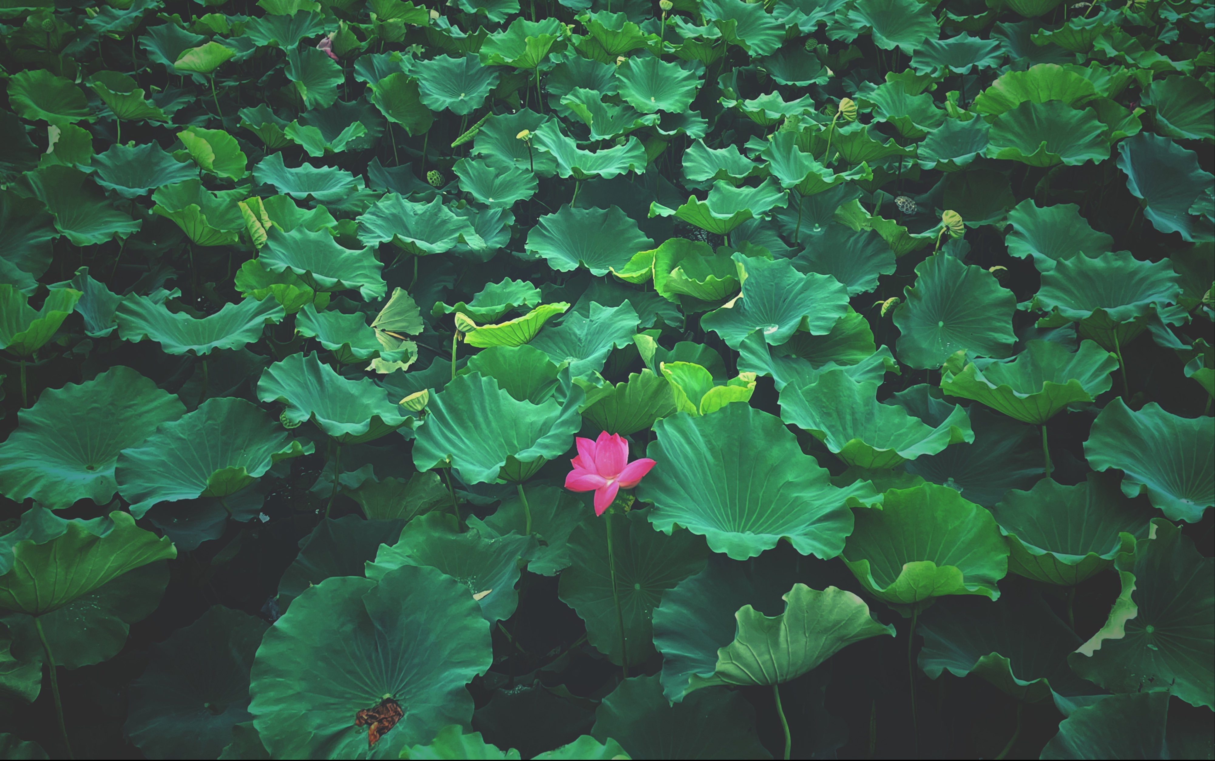 [图]Week5:风 摇 盛 夏