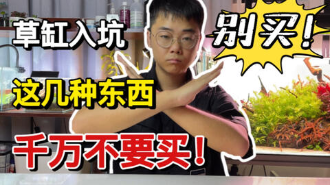 萌新水草 虾缸 手残也可也养成一片天 新手耐热水草免co2 水族 入门好养 藻球 绿丝绒 金鱼藻 水草鱼缸造景 哔哩哔哩 Bilibili