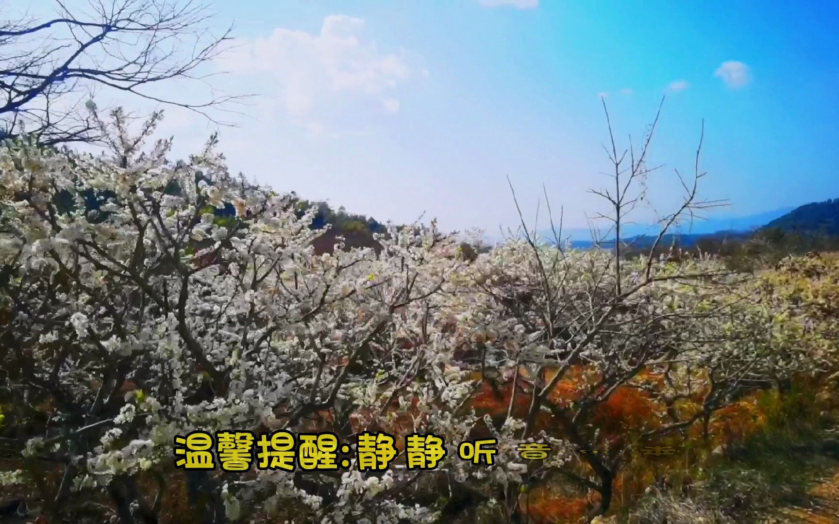 [图]广州有大片李花绽放，像美丽的“雪景”，静静观赏，感觉好幸福！