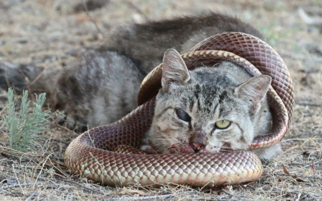 [图]猫蛇大战 传说中的龙虎斗