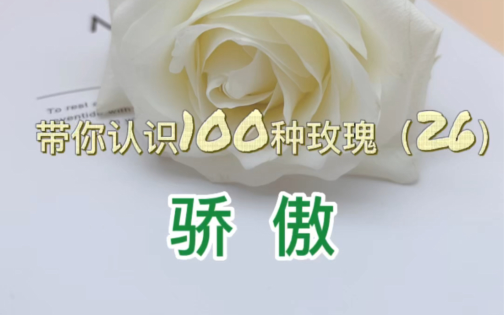 带你认识100种玫瑰(26)骄傲 白玫瑰中的天花板哔哩哔哩bilibili