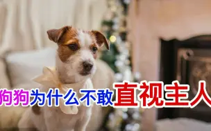 Download Video: 狗狗为什么不敢直视主人