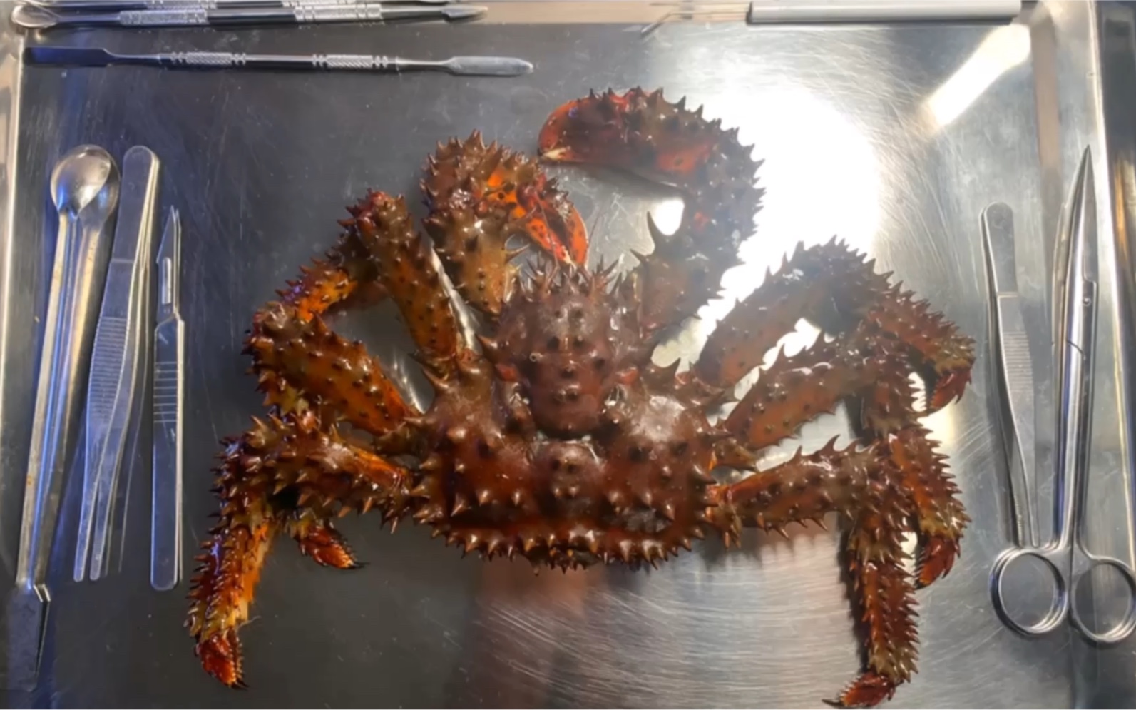 短足拟石蟹去肉