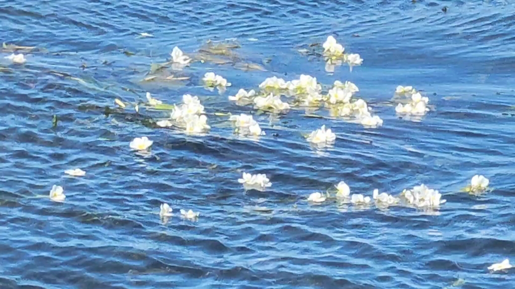 水性杨花的完美诠释|大理洱海|爱情表白地#属于洱海的治愈系风景