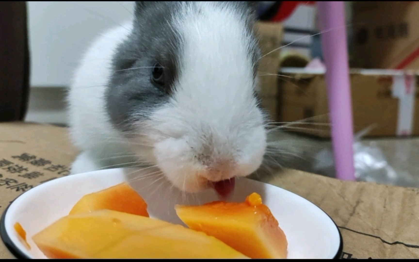 活动作品今日份吃瓜兔