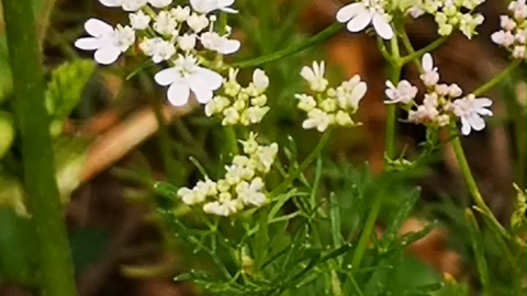 春阴垂野草青青 时有幽花一树明 哔哩哔哩