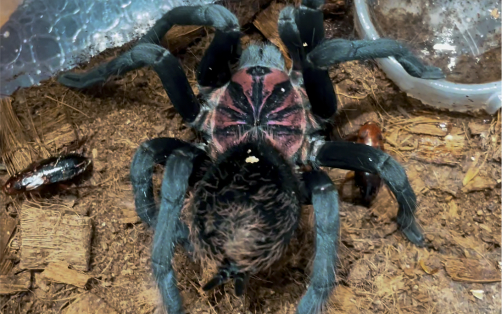 这个大蜘蛛在吃什么明镭射