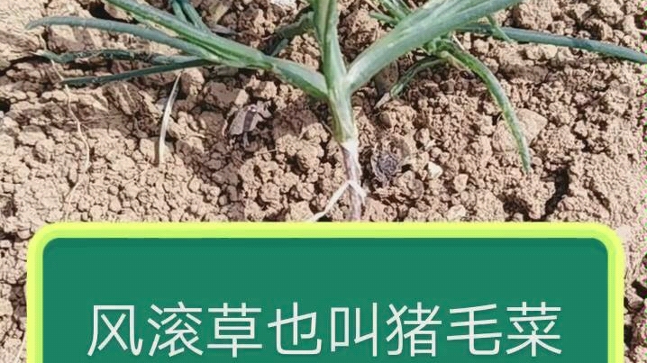 芝麻菜(风滚草)哔哩哔哩bilibili