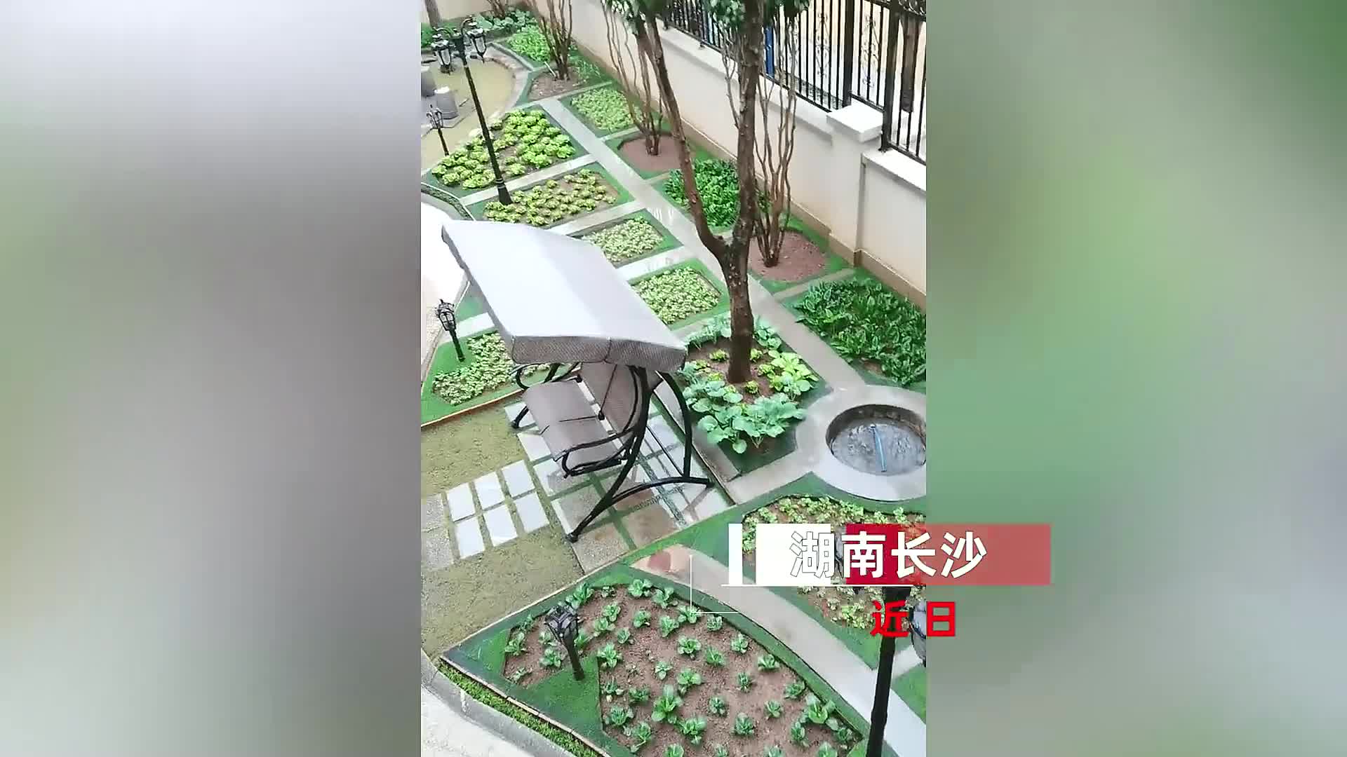 男子别墅中种菜,260平庭院开辟近30块"精品菜园