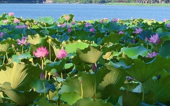 这个夏天来断桥赏荷花