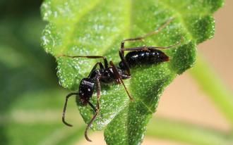 养蚁日常(5)基氏细猛蚁