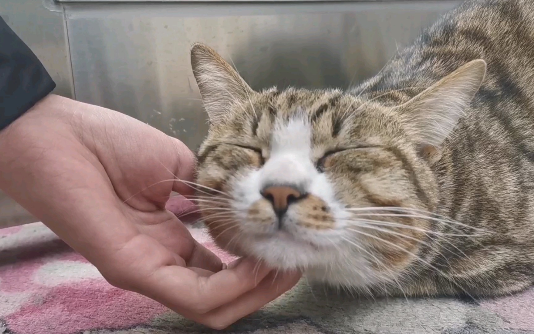 每日rua猫系列_哔哩哔哩_bilibili