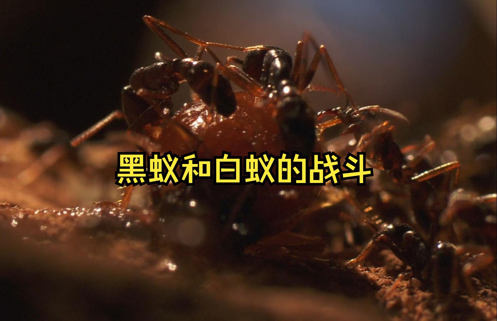 《第四集》黑蚁和白蚁的战斗