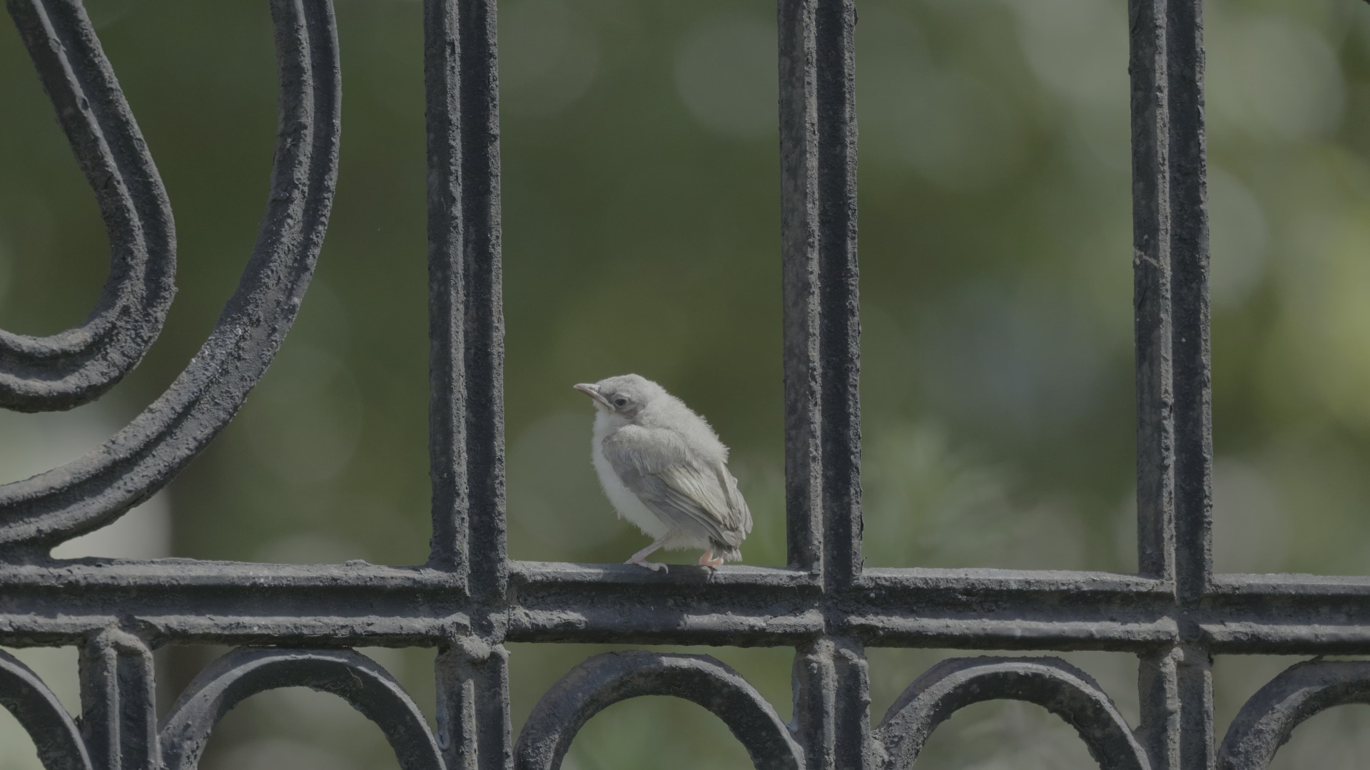 07.06白头鹎育雏