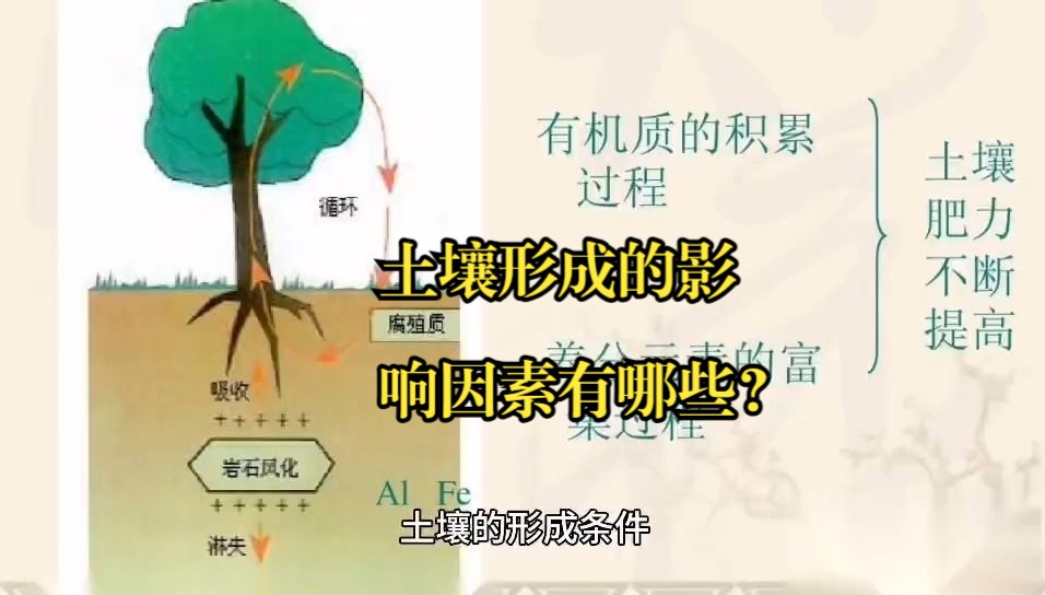 土壤的形成有哪些影響因素?