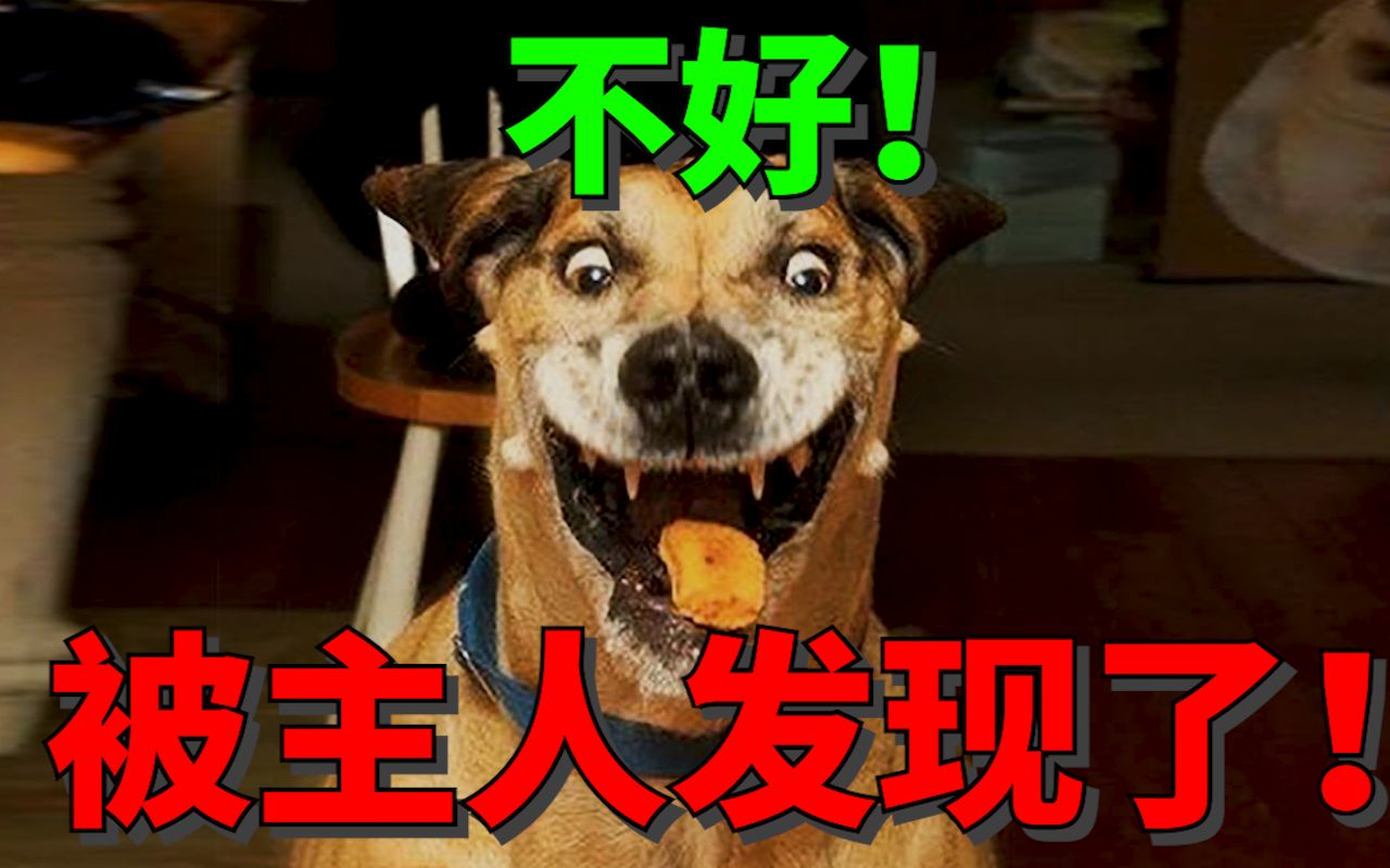 逗比萌宠的沙雕集锦 vol.1_哔哩哔哩_bilibili