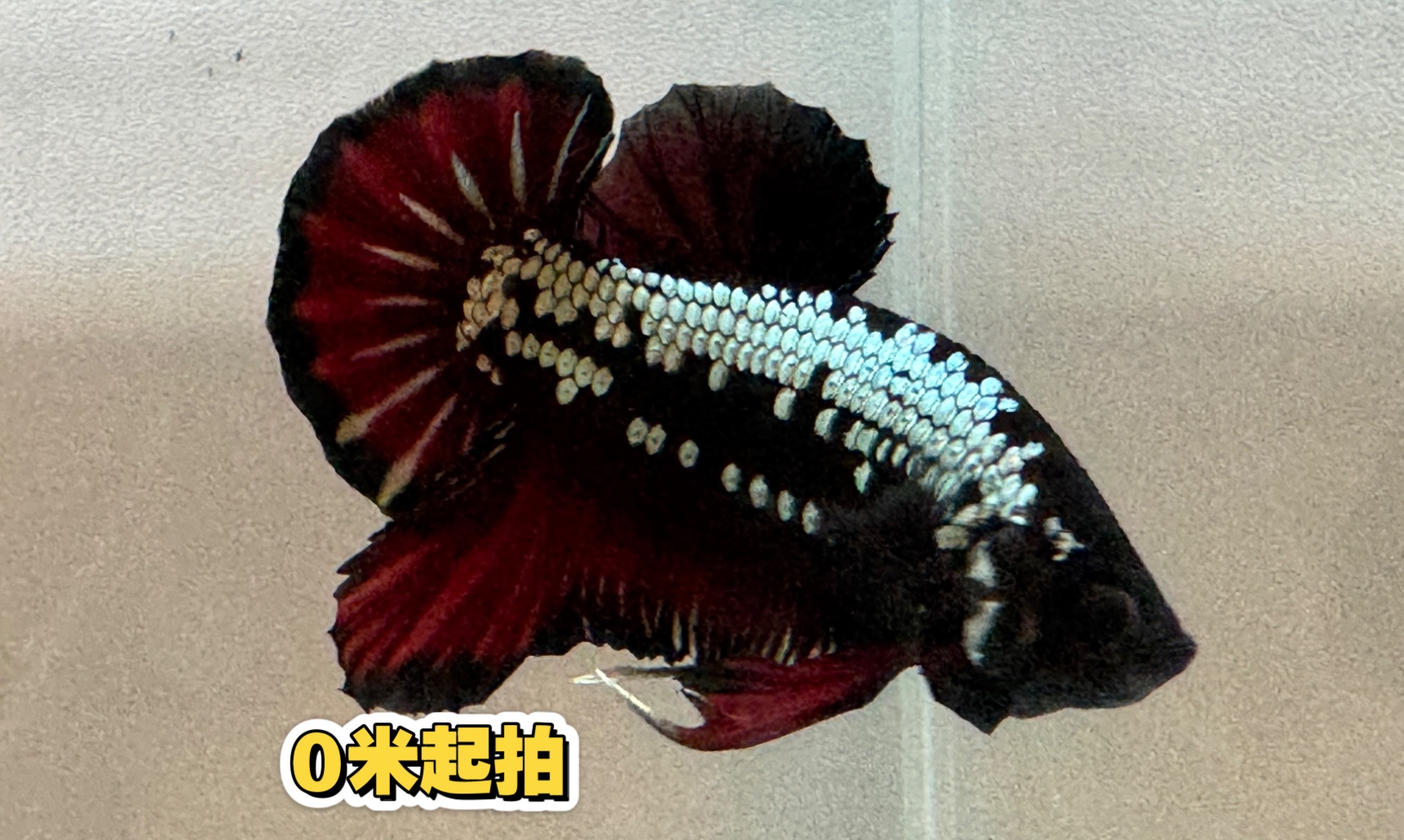 红武士将军公斗鱼