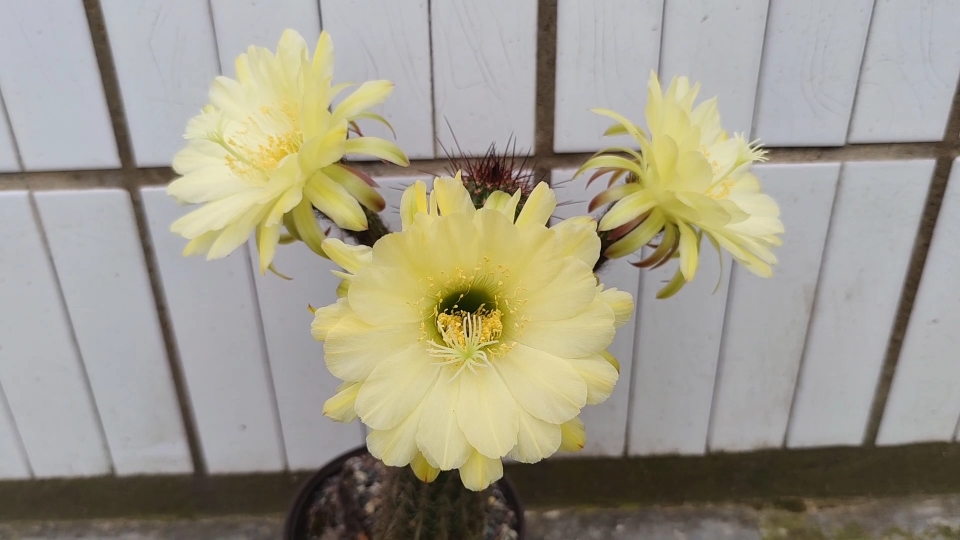 原创 毛花柱仙人球卡迪斯开花