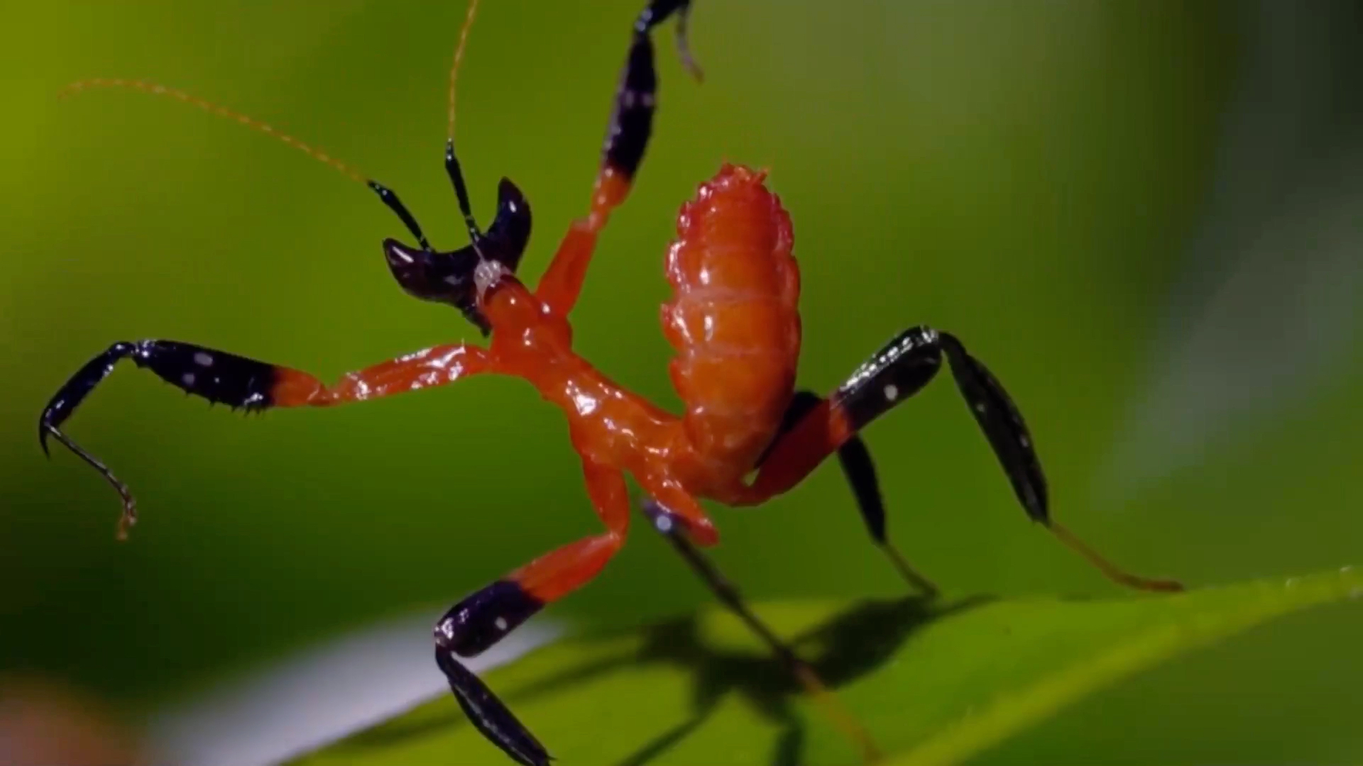 螳螂vs蜘蛛 意想不到的结局