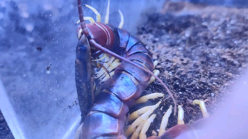 秘鲁巨人蜈蚣白脚吃杜比亚下饭