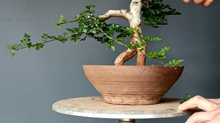 对节白蜡有几个品种