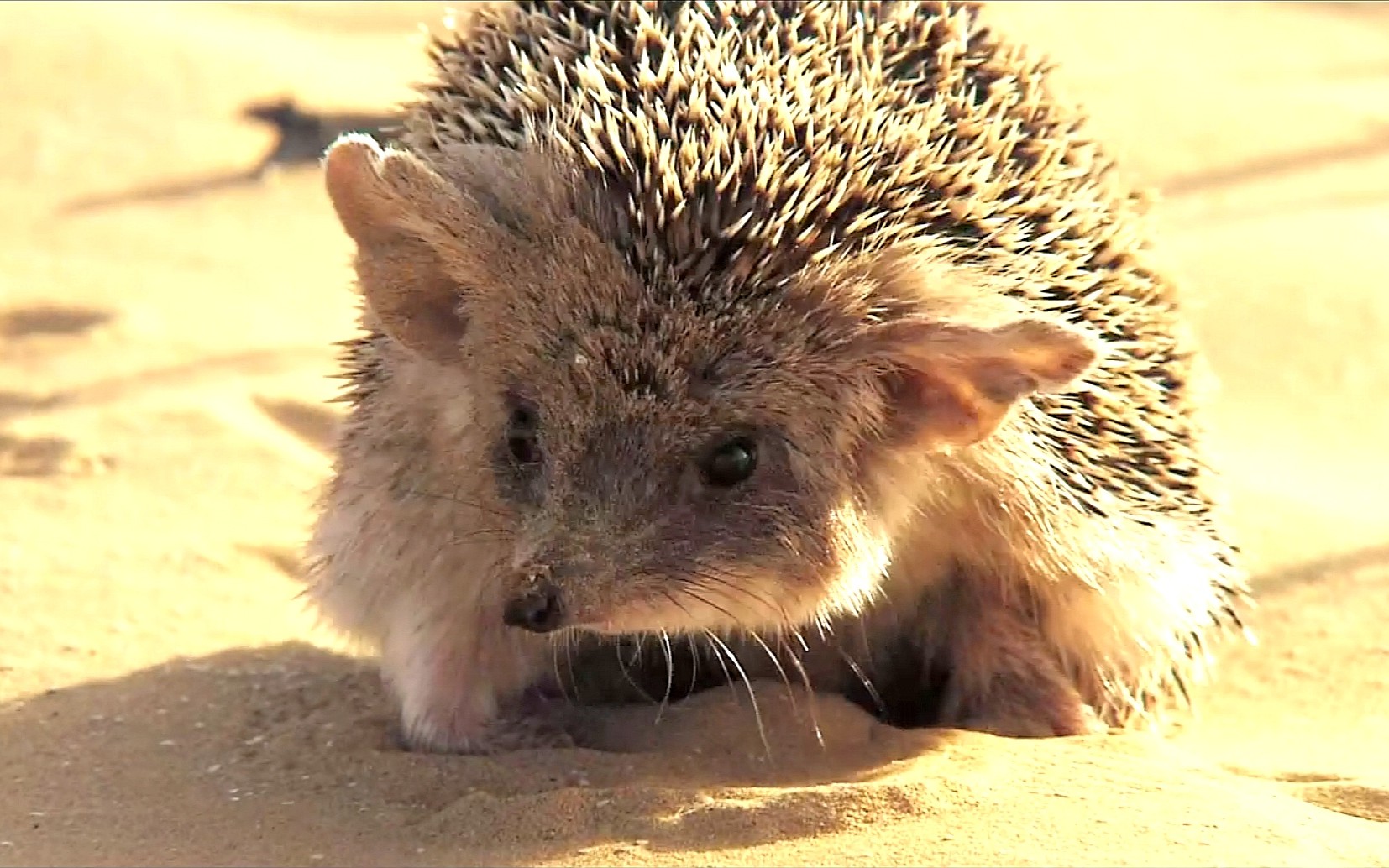 野生刺猬沙漠捕食