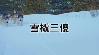 Download Video: 雪橇三傻：阿拉斯加犬，哈奇士，萨摩耶