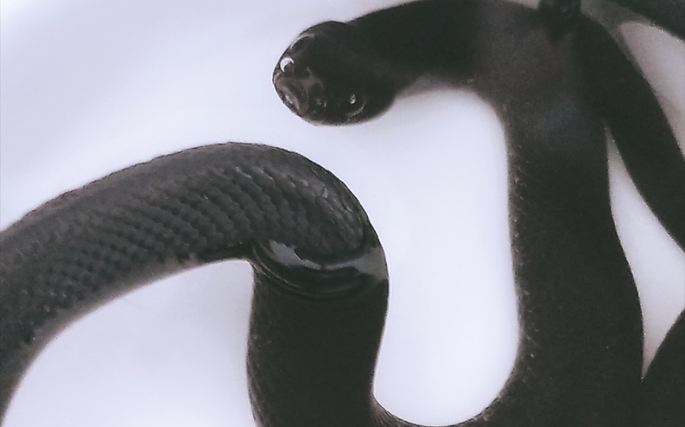 【黑王蛇】呆水盆里一天啦,你是水蛇转世的嘛_哔哩哔哩_bilibili