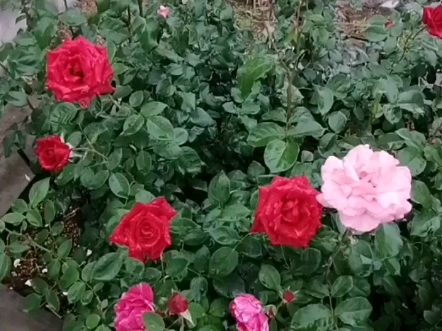 [图]每一年都有独特的韵味，每一站都有不同的风景，愿生活如花，一路盛放！