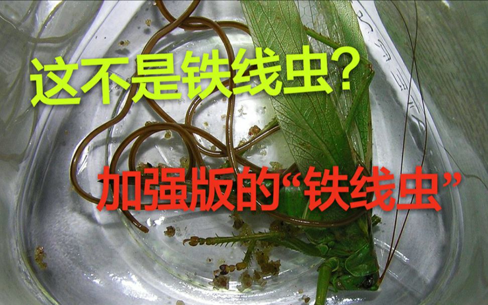 【科普向】从昆虫体内钻出来的细长虫子就一定都是铁线虫吗?节肢动物的又一寄生梦魇——索虫科哔哩哔哩bilibili