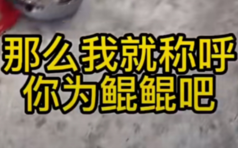 它让我想起北冥有鱼、其名为鲲、那么我就称呼你为鲲鲲吧!哔哩哔哩bilibili