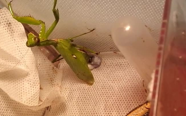 螳螂卵孵化过程图片