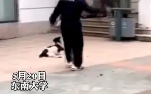 Download Video: 整整5下猛击头部！ #东南大学保安用石头猛砸流浪狗 ，校方：赶狗行为过激已被开除，狗狗已送医救治