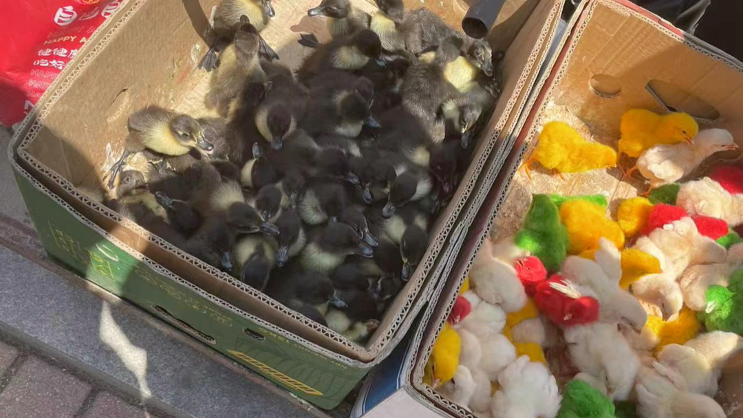 鸡仔儿和鸭仔儿