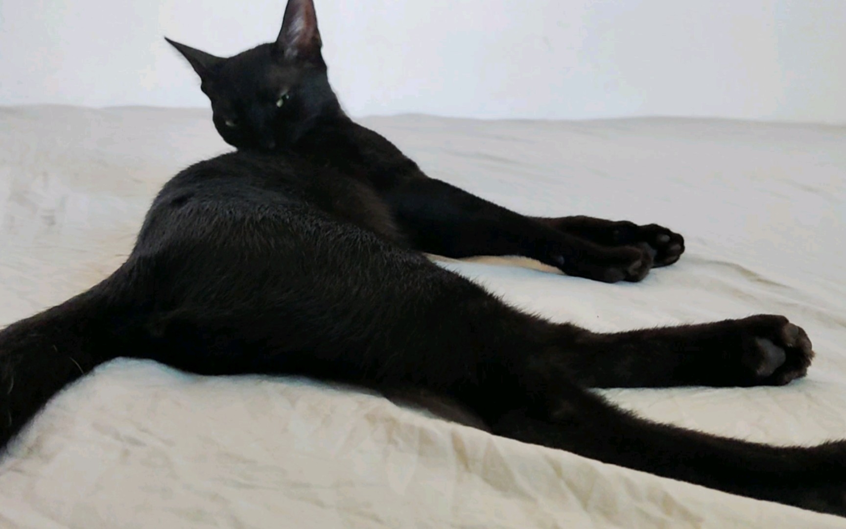 大家说小黑猫腿长,我家大福表示不服!