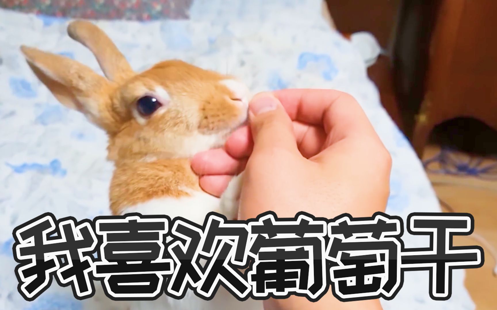 兔子喜欢葡萄干_哔哩哔哩 (゜-゜)つロ 干杯~-bilibili