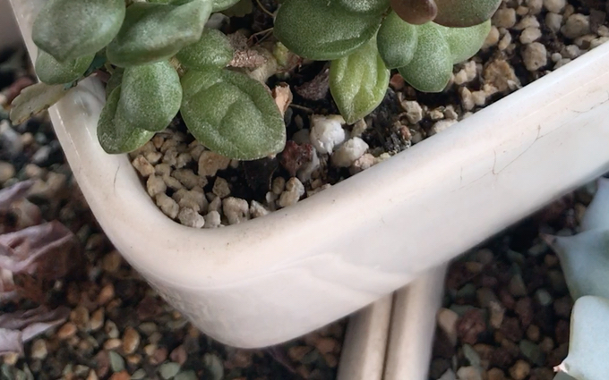 多肉植物 松虫水泡 adromischus hemisphaericus 原产地为南非 也叫天