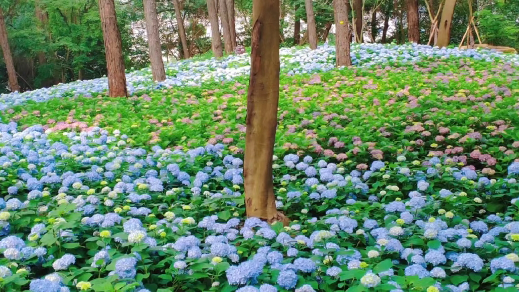 临平山的绣球花开了