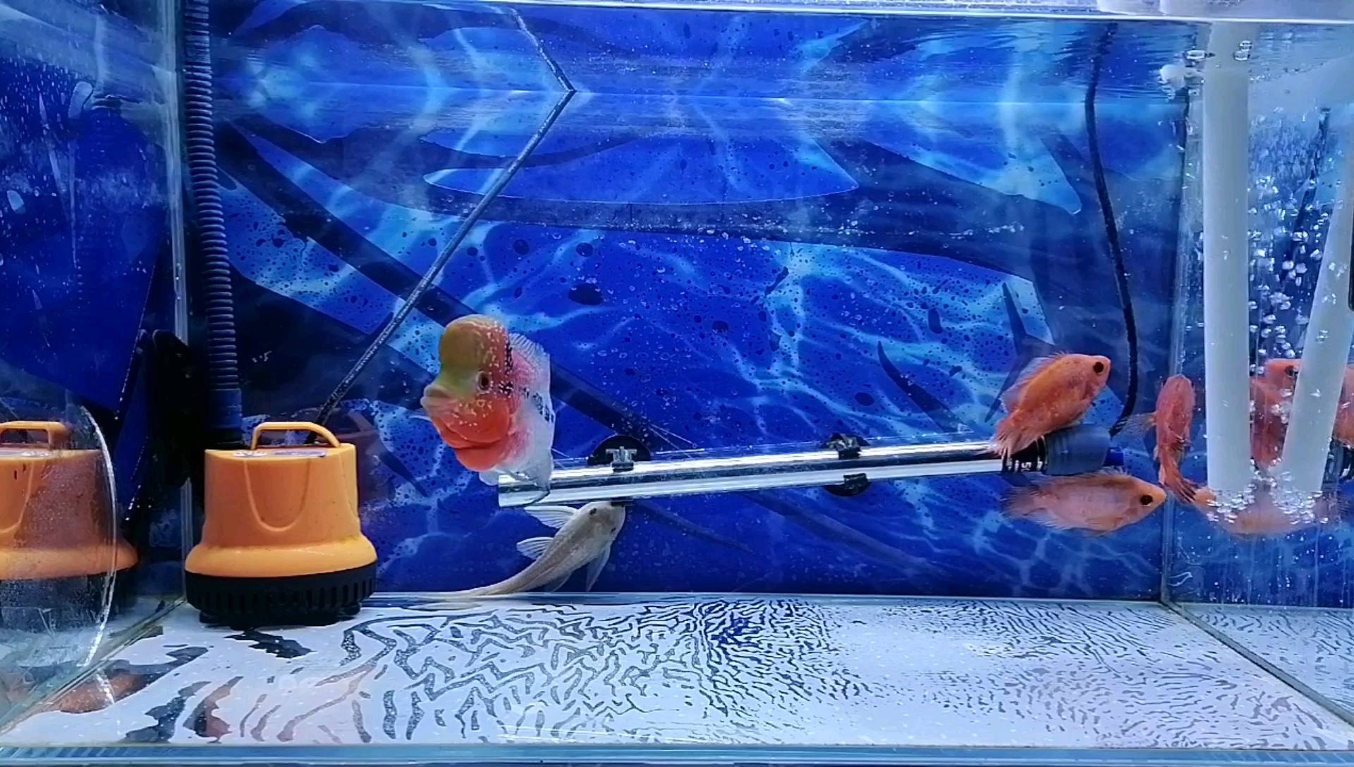 罗汉鱼缸搞了沙包鱼以后,火气十足状态满满_哔哩哔哩 (゜-゜)つロ