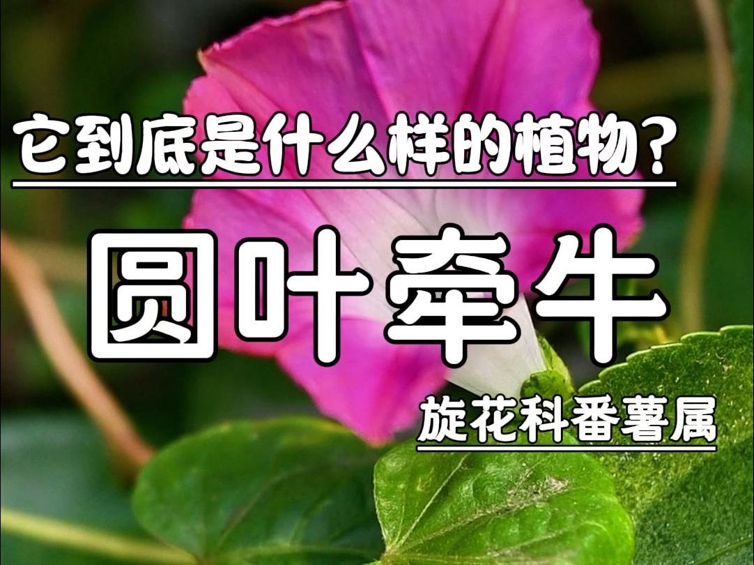 圆叶牵牛到底是什么样的植物?哔哩哔哩bilibili