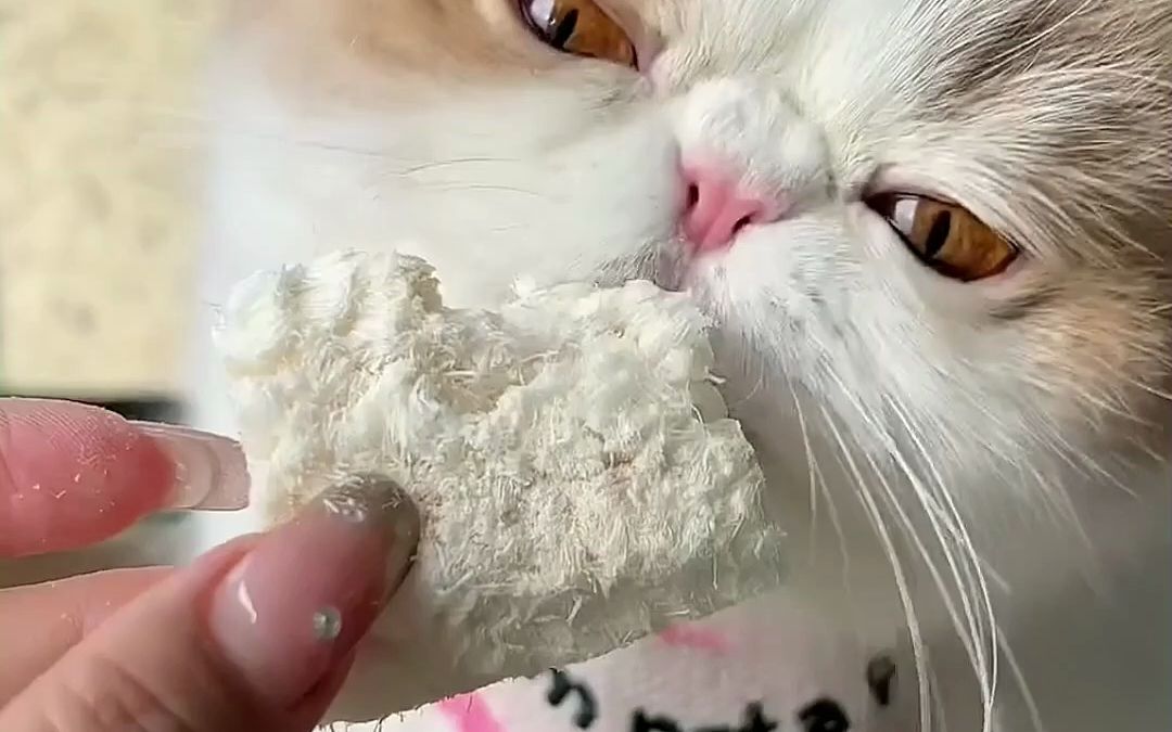 声控福利～戴耳机享用体验感更佳～#猫咪沉浸式吃东西#吃货猫