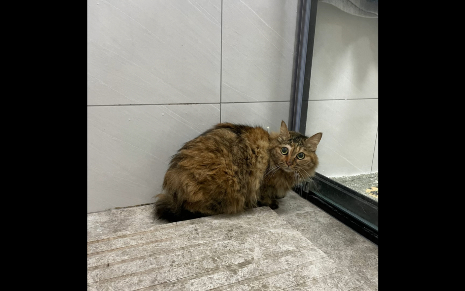 今日洗猫——阿旺