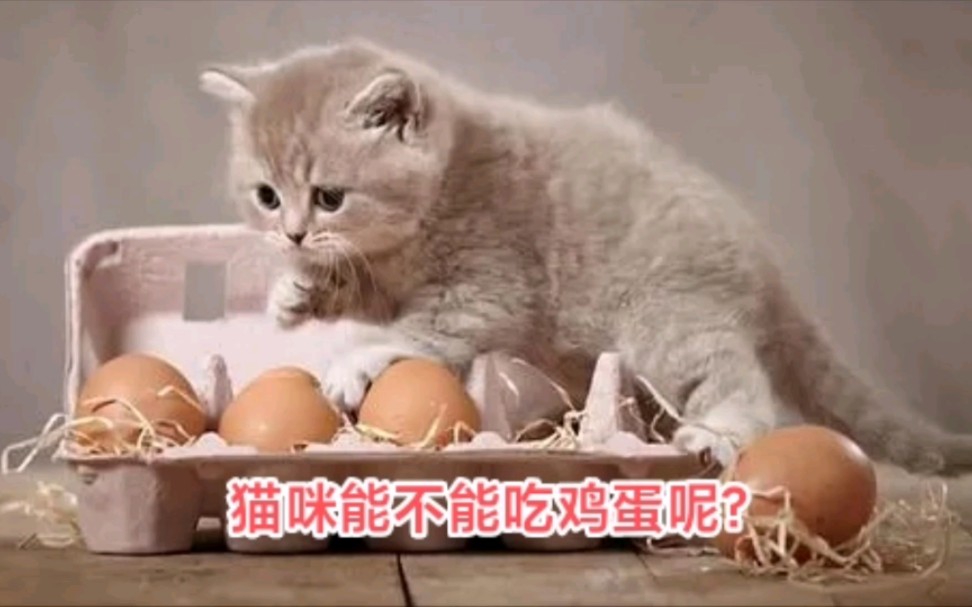 猫咪能不能吃鸡蛋呢?哔哩哔哩bilibili