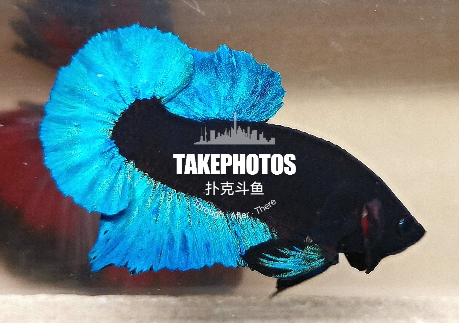 印尼藏品级孤品阿凡达将军,泰国斗鱼