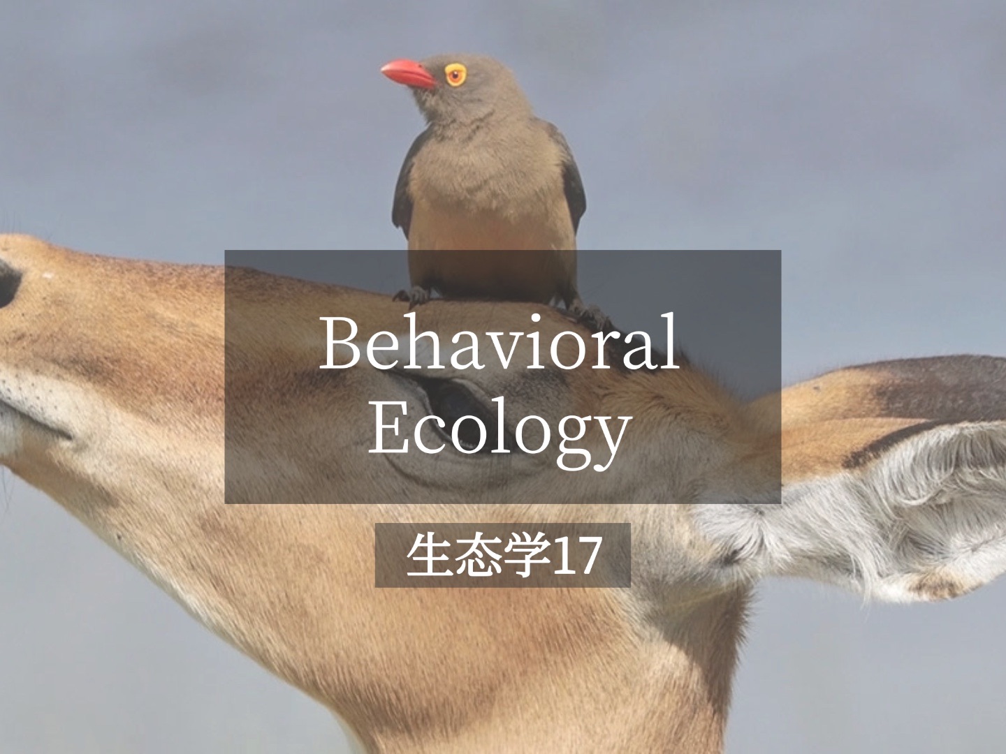 托福背景知识生态学17Behavioral Ecology (Foraging, Parasitism, Mutualism, Mate Choice)哔哩哔哩bilibili