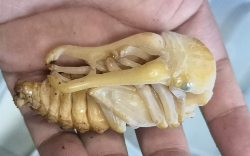 长颈鹿锹甲还记得这只么终于化蛹了猜猜它羽化以后体长能有多大